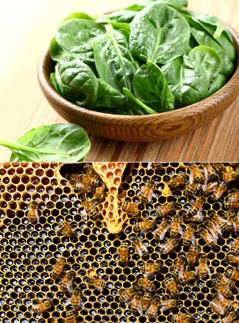 Analysis of Pesticides in Honey, Spinach, and Kale using Triple Quad GC-MS/MS